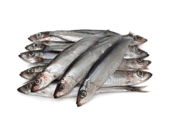 Fresh Anchovy