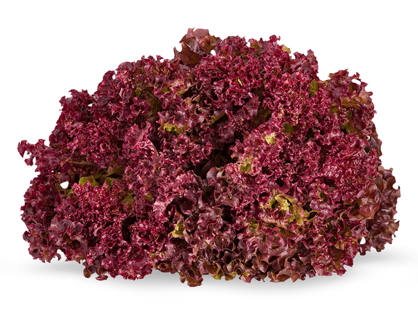 Armela Farms Lollo Rosso